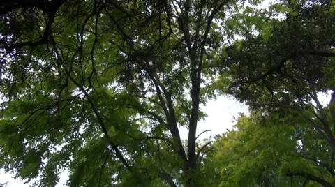 Trees in Park Stock Footage 36079301