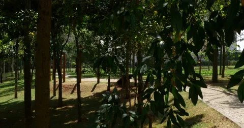 Trees in the park Video stock 67960682