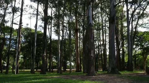 Trees in the park Stock Footage 72590637