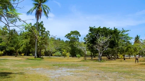 Trees at a park Stock Footage 89577259