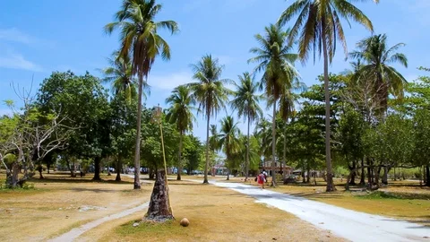 Trees at a park Stock Footage 89577304