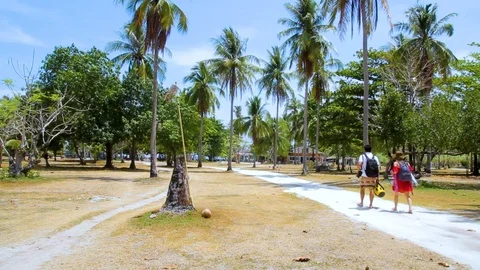 Trees at a park Stock Footage 89577340