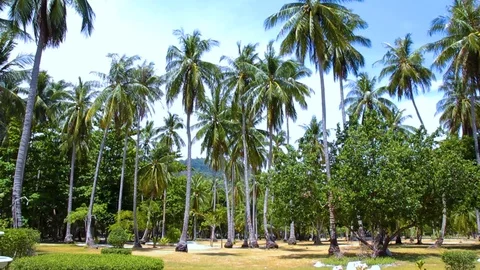 Trees at a park Video stock 89577373