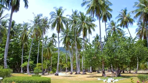 Trees at a park Stock Footage 89577394