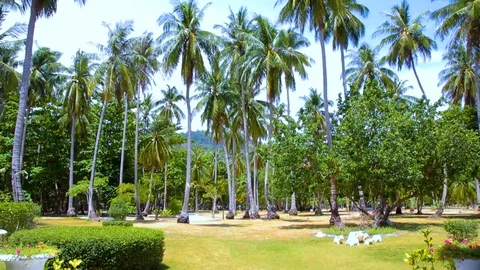 Trees at a park Video stock 89577418