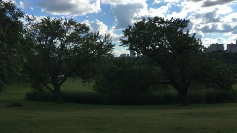 Trees in a Park Stock Footage 90162152