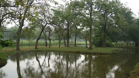 Trees in park Stock Footage 101427940