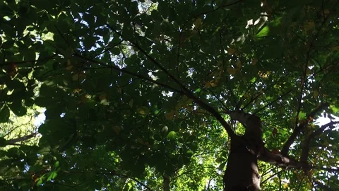 Trees in a park Stock Footage 115153960