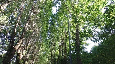 Trees in a park Stock Footage 115158684