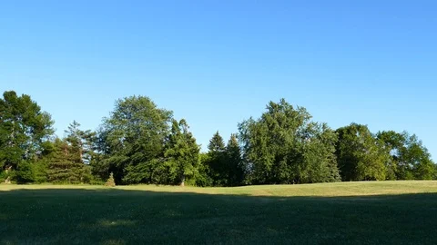 Trees in a park Stock Footage 116708412
