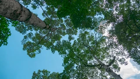 Trees at a park Stock Footage 139874366
