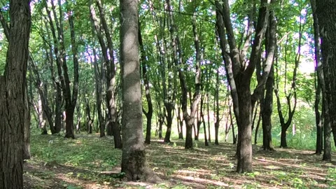 Trees in the park. Stock Footage 141135736