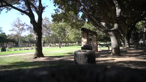 Trees at a park Stock Footage 141163424