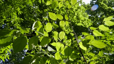 Trees on the park Stock Footage 163730062