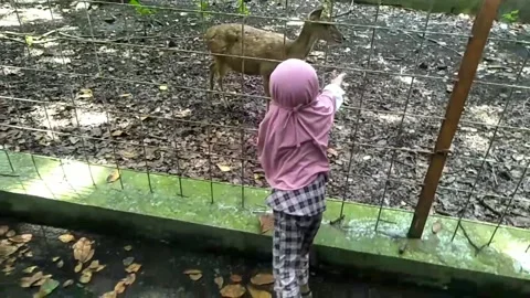 Trees park 動画素材 169236425