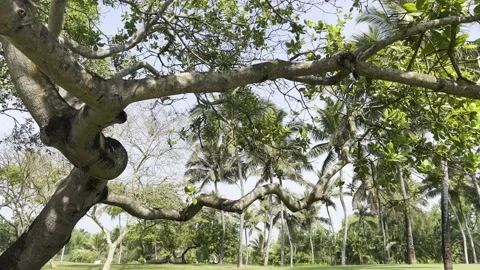 Trees in a park Stock-Footage 172262003