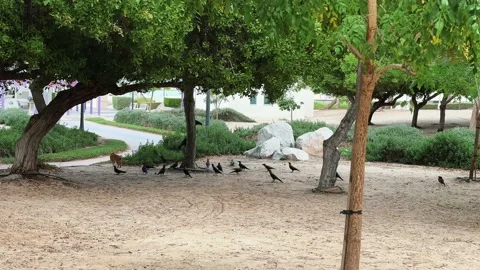 Trees in the park Stock Footage 233732244