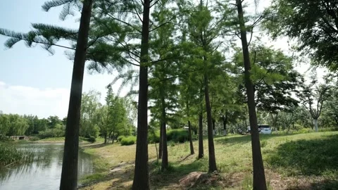 Trees in the park Stock Footage 241550989
