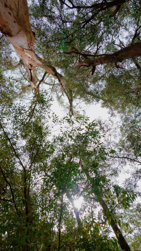 Trees in the park Video stock 307516034