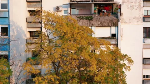 Trees in a park in front of a high rise apartment buildings Stock Footage 164896988