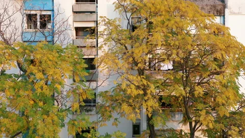 Trees in a park in front of a high rise apartment buildings Stock Footage 164897181