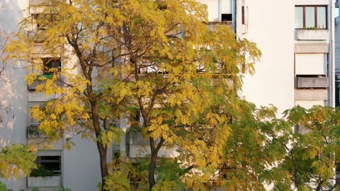 Trees in a park in front of a high rise apartment buildings Stock Footage 164931147