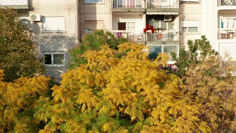 Trees in a park in front of a high rise apartment buildings Stock Footage 164934494