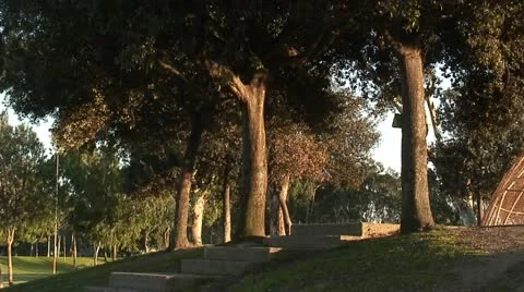 Trees at a Park HD 스톡 동영상 12409153