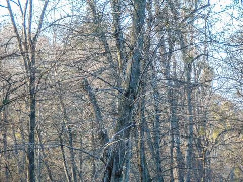 Trees in the park in march 写真素材