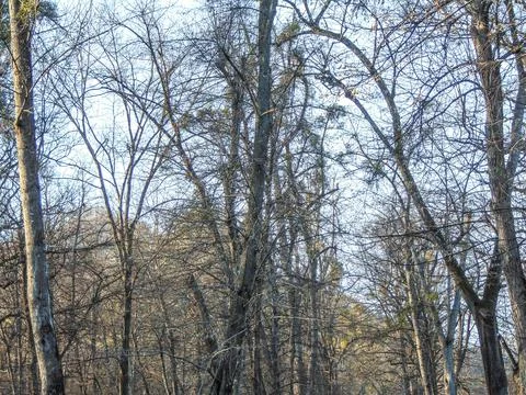 Trees in the park in march Foto stock