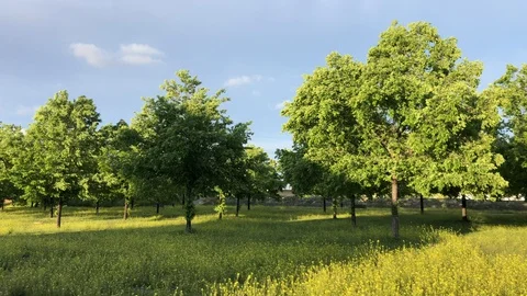 Trees in a park moving in the wind Stock Footage 128894823