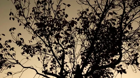 Trees in the park at night. Stock Footage 164325316