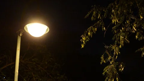 Trees in the park at night, street ligth in nigth park Stock Footage 117728792