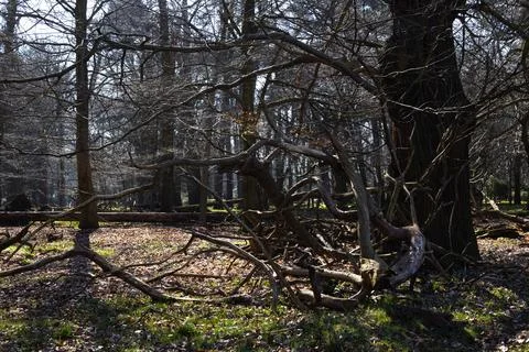 Trees in the park, old branches, fallen branches, Stock Photos