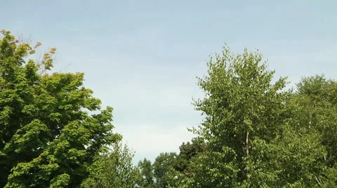 Trees in the park (panning) Stock Footage 55810590