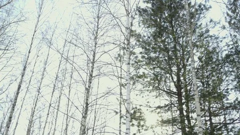 Trees in the park panorama Video stock 73039613
