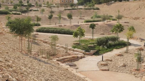 Trees in a park with a path Stock Footage 264975743