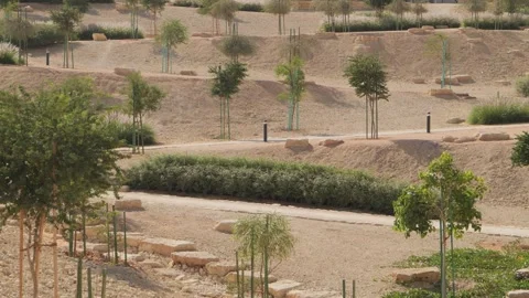 Trees in a park with a path Видео 264976653