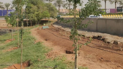 Trees in a park with a path Stock Footage 264976761