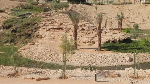 Trees in a park with a path Stock Footage 264976848