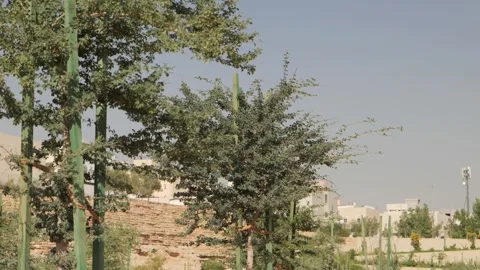 Trees in a park with a path Stock Footage 264976862