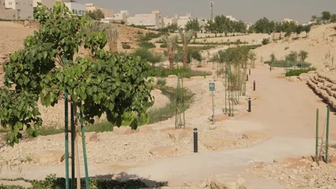 Trees in a park with a path Stock-Footage 268721066