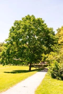 Trees in park with path Stock Photos