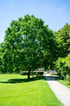 Trees in park with path Stock Photos