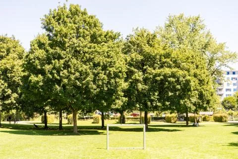 Trees in park with path Stock Photos