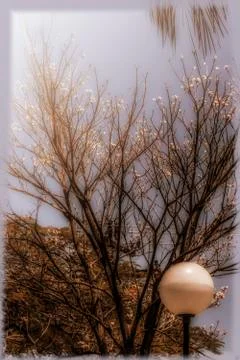 Trees in a park Stock Photos