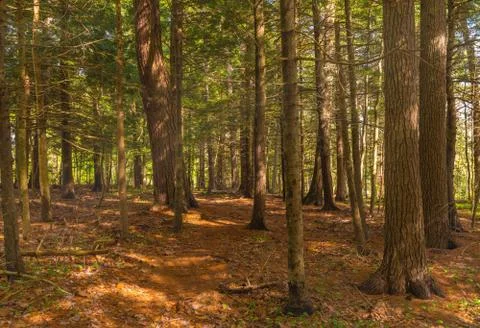 Trees in park Stock Photos