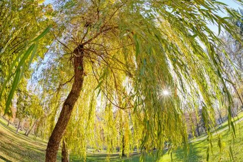 Trees in park Stock Photos