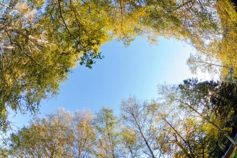Trees in park Stock Photos