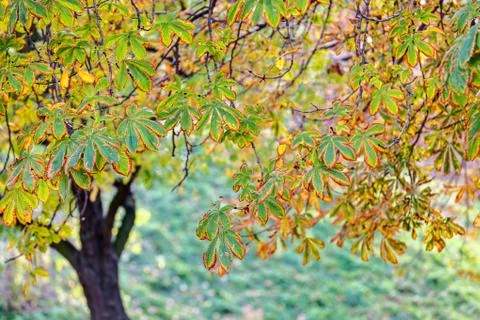 Trees in park Stock Photos